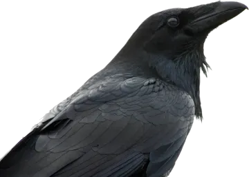a black bird sitting on top of a wooden post