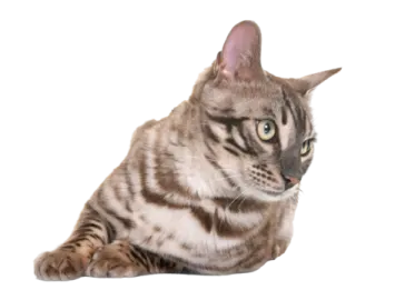 a cat that is laying down on the ground
