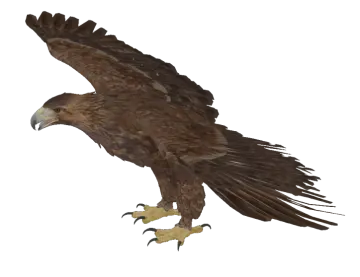 an eagle is flying in the air