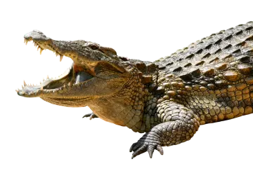 crocodile isolated on a white background