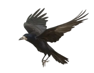 a bird that is flying in the air