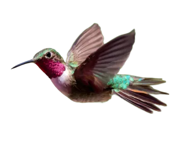 a humming bird flying in the air with its wings spread