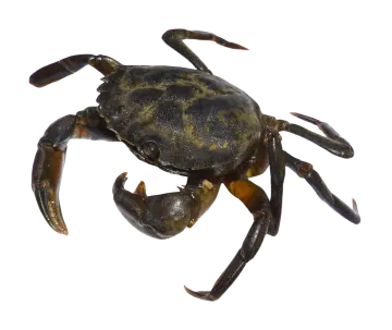 a large black crab on a white background