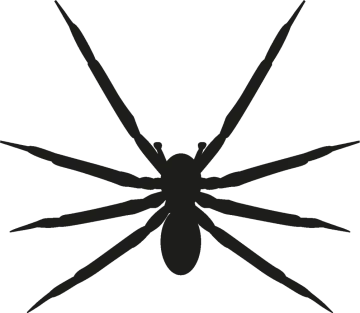 a spider silhouetted on a white background