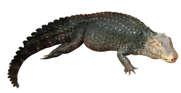 an alligator is laying down on the ground