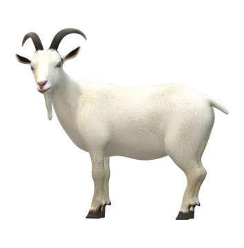 a goat is standing on a white surface