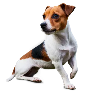 a small brown and white dog sitting on the ground