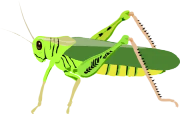 a green praying mantis on white background
