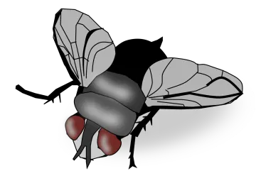 a black and white fly with red eyes
