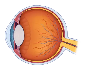 the anatomy of the eye