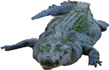 an alligator is laying down on the ground