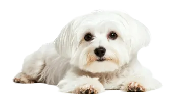 a small white dog laying down on a white surface