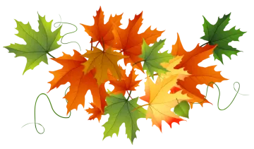 a bunch of colorful autumn leaves