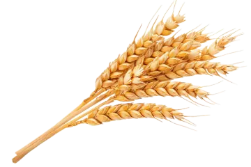a bunch of wheat on a white background
