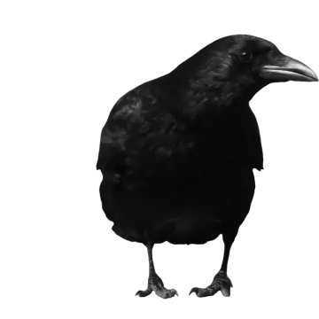 a black bird standing on top of a white surface