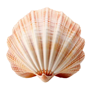 a close up of a shell on a white background