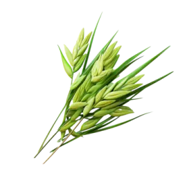 a bunch of green leaves on white background