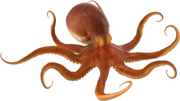 an octopus is standing on a white surface