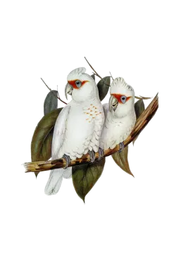 two birds sitting on a branch of a tree
