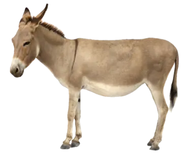 a donkey standing in front of a white background