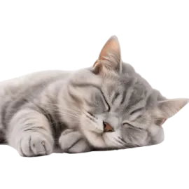 a cat sleeping on the floor with its eyes closed