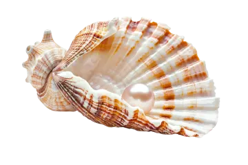 a sea shell on a white background