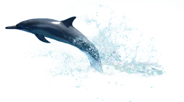 a dolphin jumping out of the water