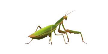 a green praying mantis on a white background