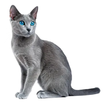 a gray cat with blue eyes sitting down