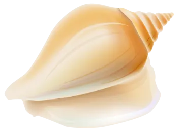 a seashell on a white background