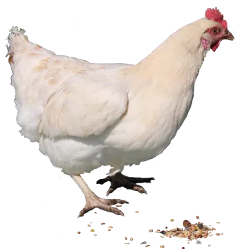 a white chicken standing next to a pile of food