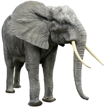 an elephant standing in front of a white background