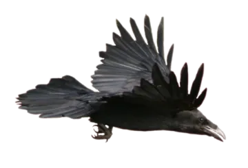 a black bird is flying in the air