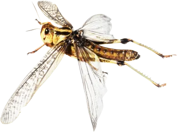 a close up view of a dragon fly