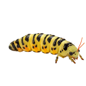 a yellow and black cater on white background