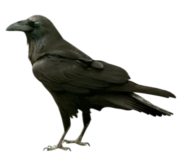 a black bird sitting on top of a white surface
