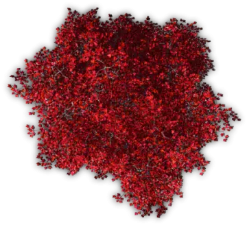 a pile of red berries on white background