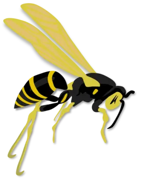 a black and yellow hornet on white background