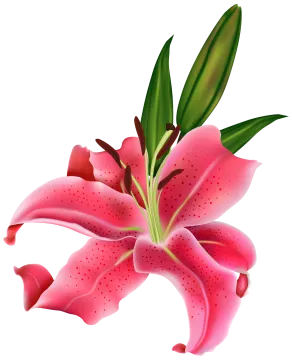a pink lily flower on a white background