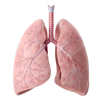 a diagram of the lungs