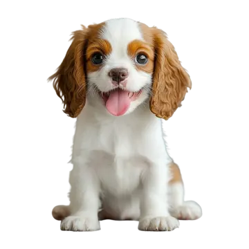 a small brown and white dog with its tongue out