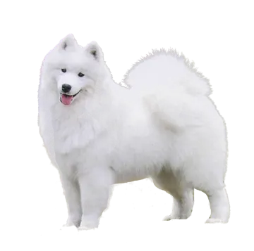 a white dog standing on top of a snow covered ground