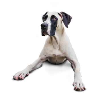 a black and white dog laying on the floor