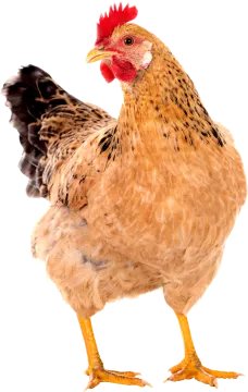 a close up of a chicken on a white background