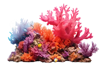 colorful corals on a white background