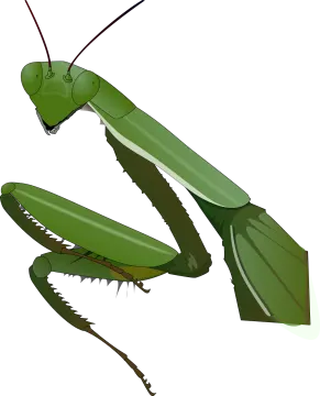 An illustration of a praying mantis