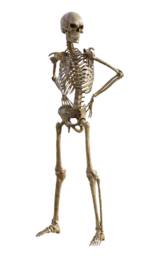 a human skeleton standing on a white background