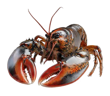 a lobster on a white background