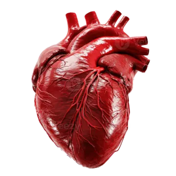 a human heart on a white background