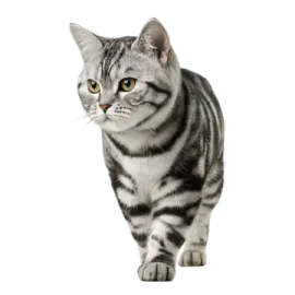a gray and white cat walking on a white background